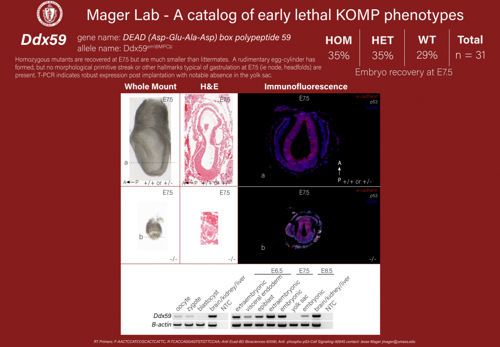 knockout mouse embryo Ddx59 phenotype