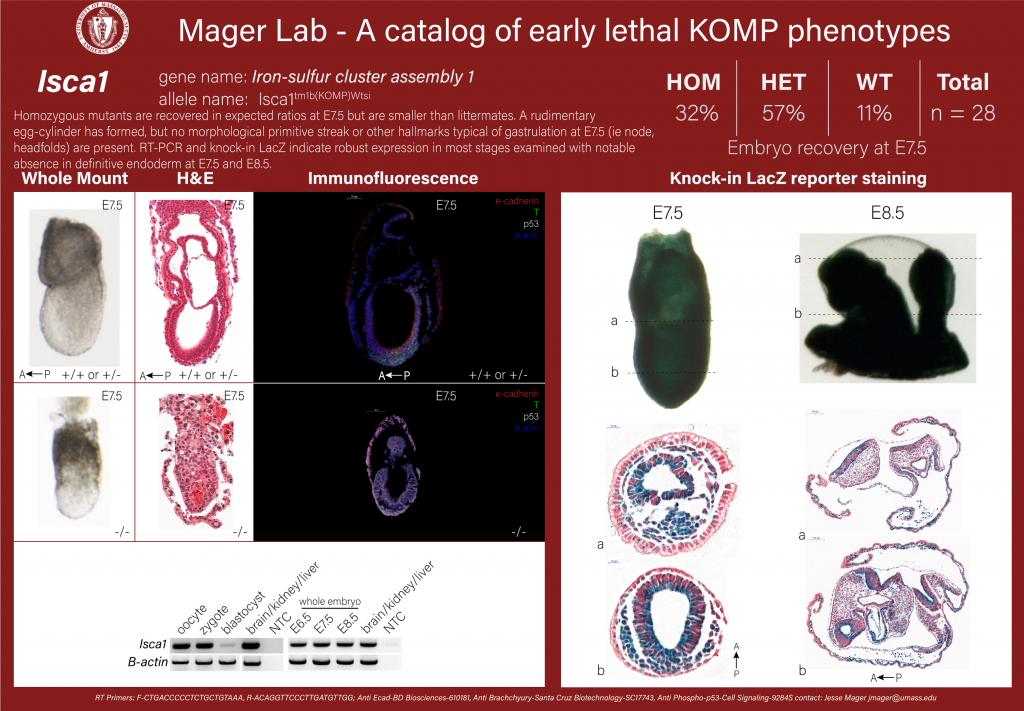 knockout mouse embryo Isca1 phenotype