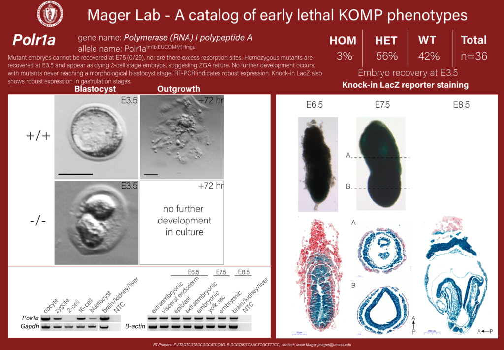 knockout mouse embryo Polr1a phenotype