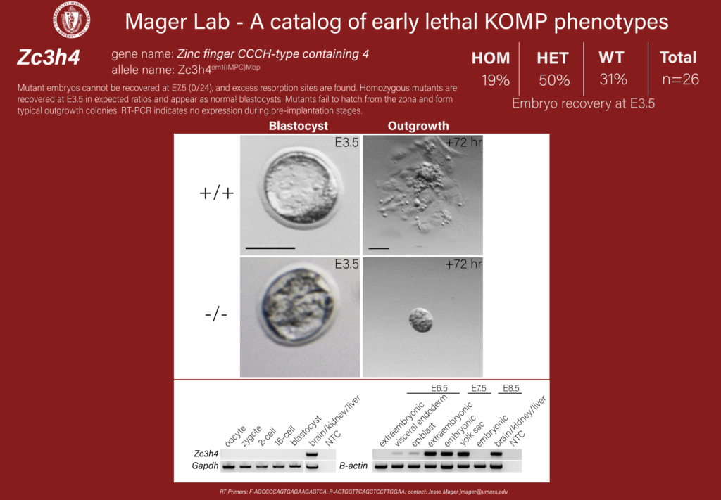 knockout mouse embryo Zc3h4 phenotype