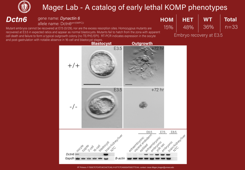 knockout mouse embryo Dctn6 phenotype