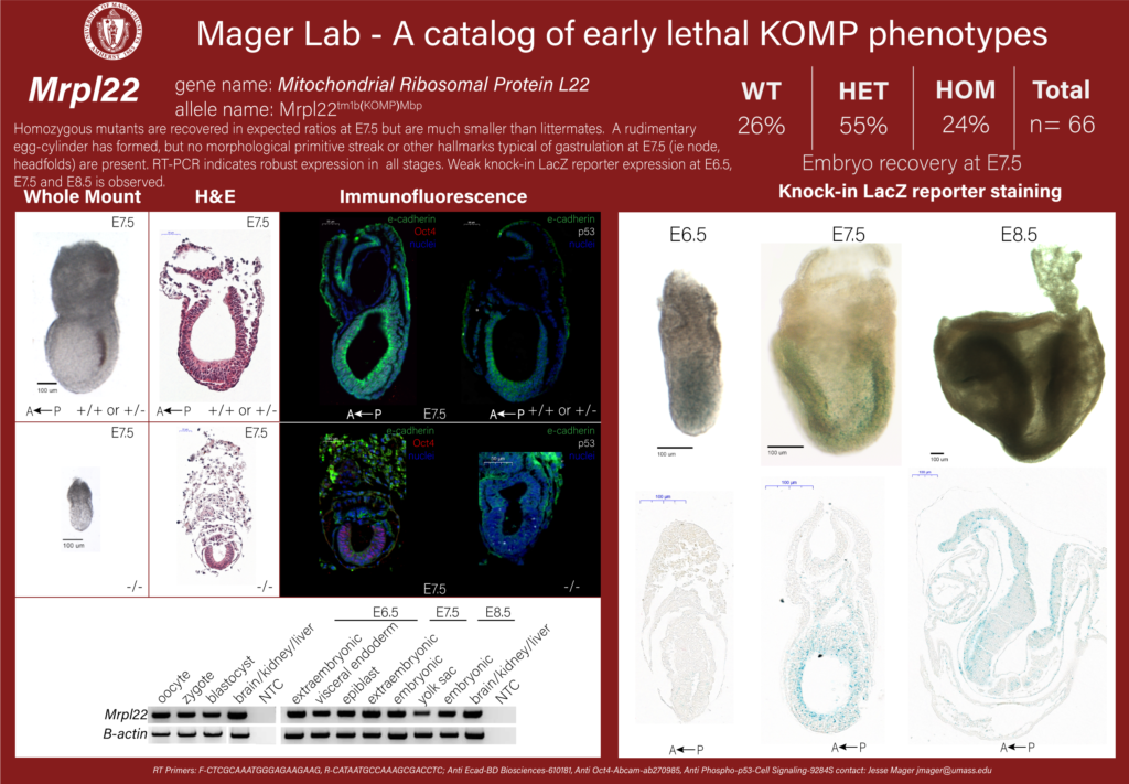 knockout mouse embryo Mrpl22 phenotype