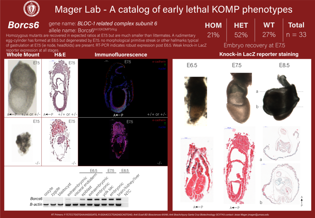 knockout mouse embryo Borcs6 phenotype