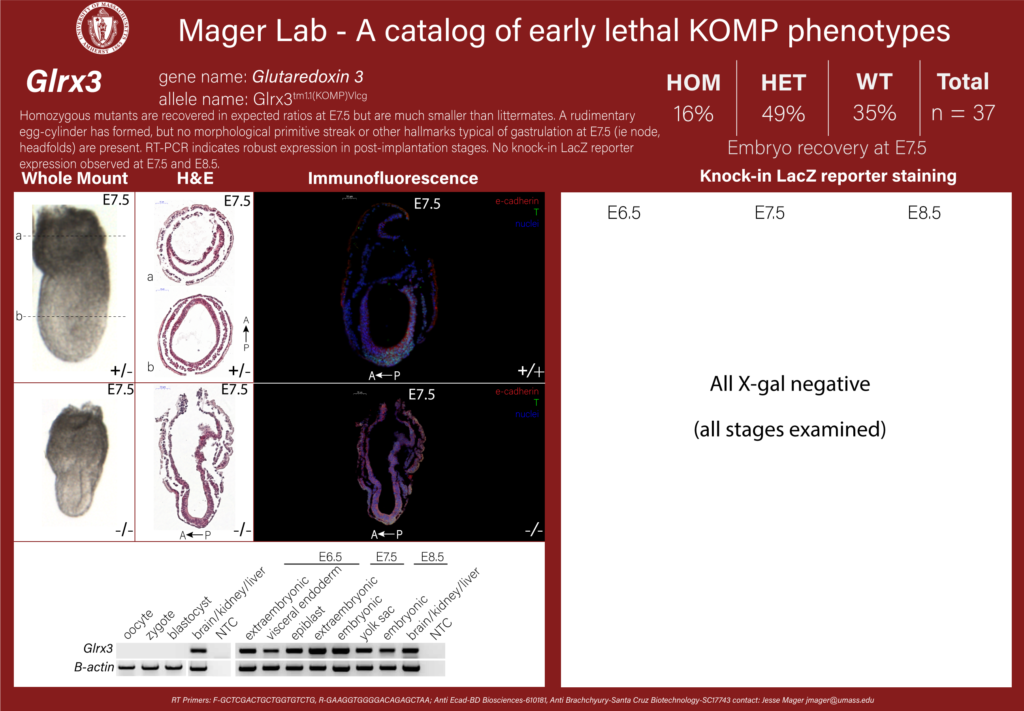 knockout mouse embryo Glrx3 phenotype