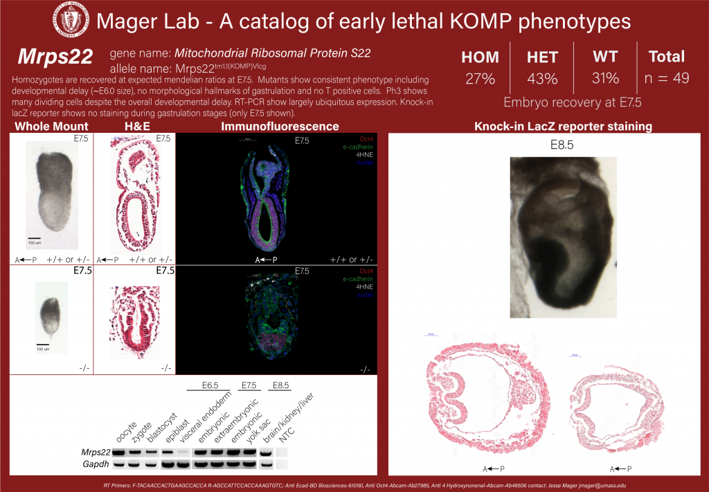 knockout mouse embryo Mrps22 phenotype