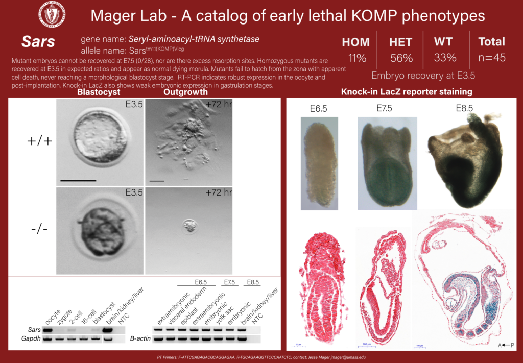 knockout mouse embryo Sars2 phenotype