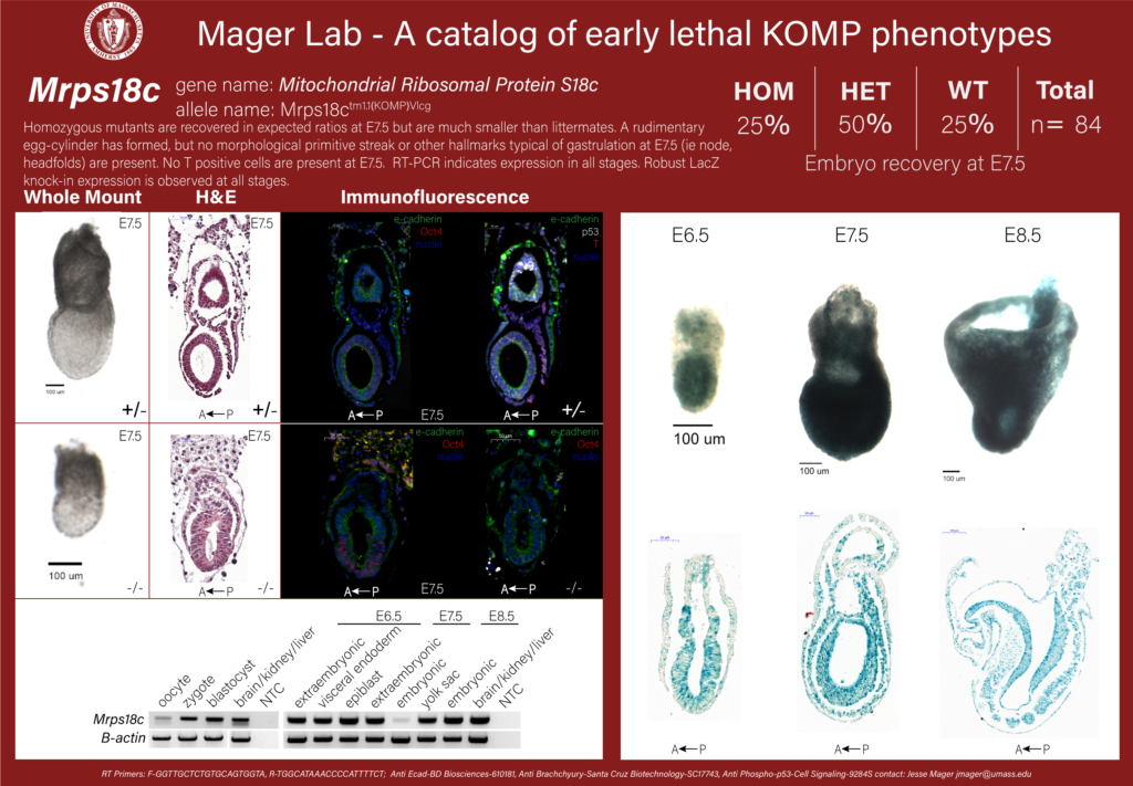 knockout mouse embryo Mrps18c phenotype