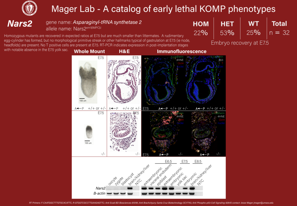 knockout mouse embryo Nars2 phenotype