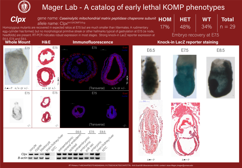 knockout mouse embryo Clpx phenotype