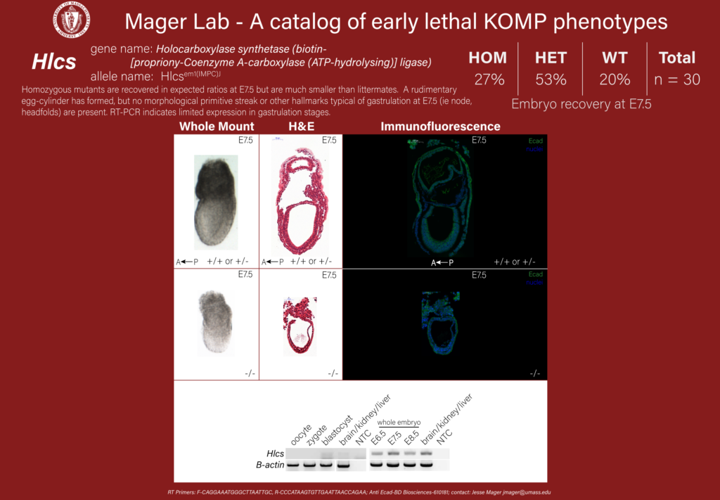 knockout mouse embryo Hlcs phenotype