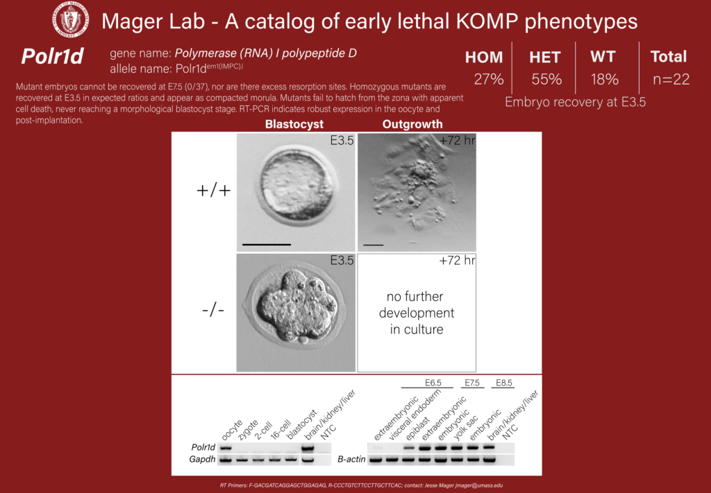 knockout mouse embryo Polr1d phenotype