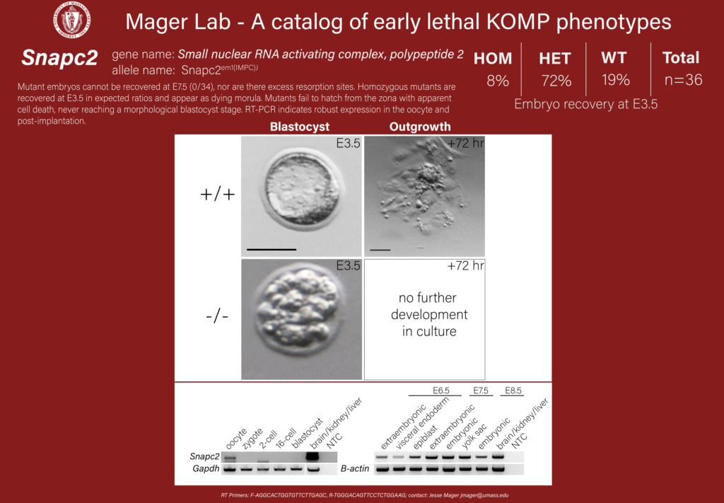 knockout mouse embryo Snapc2 phenotype