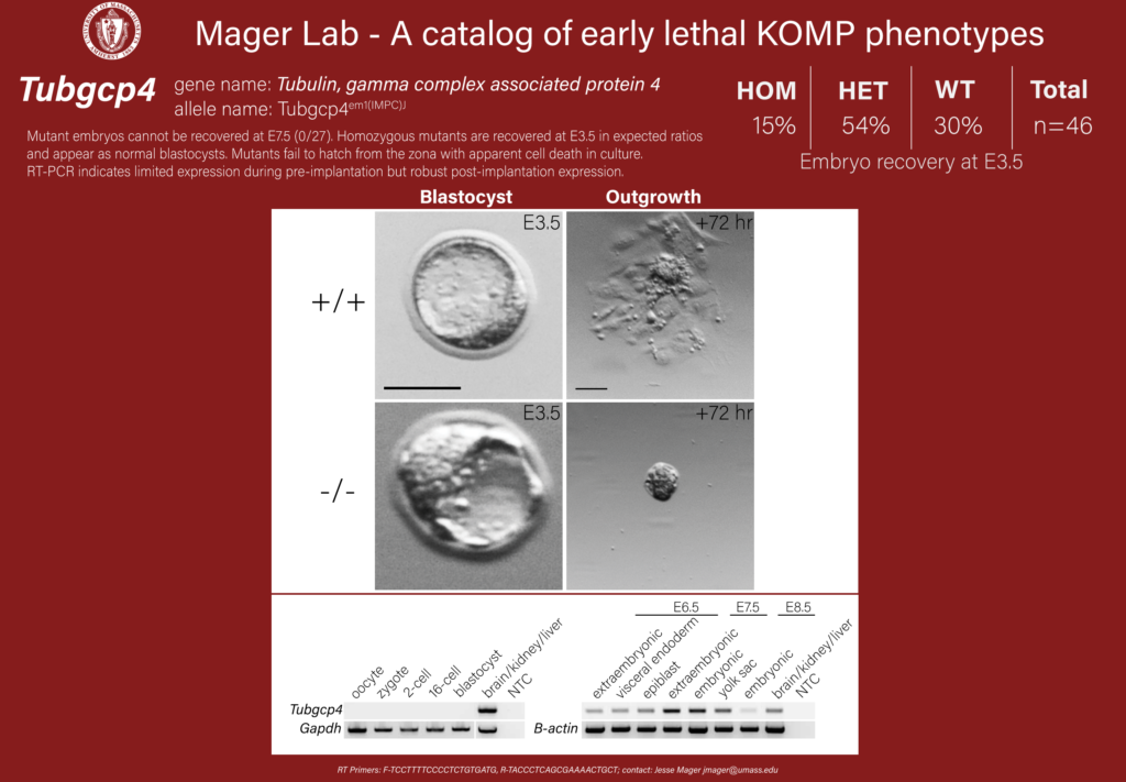 knockout mouse embryo Tubgcp4 phenotype