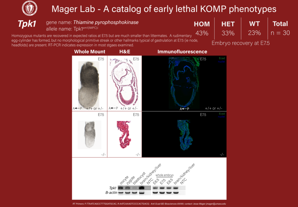 knockout mouse embryo Tpk1 phenotype