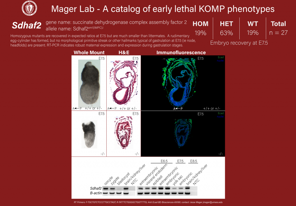 knockout mouse embryo Sdhaf2 phenotype