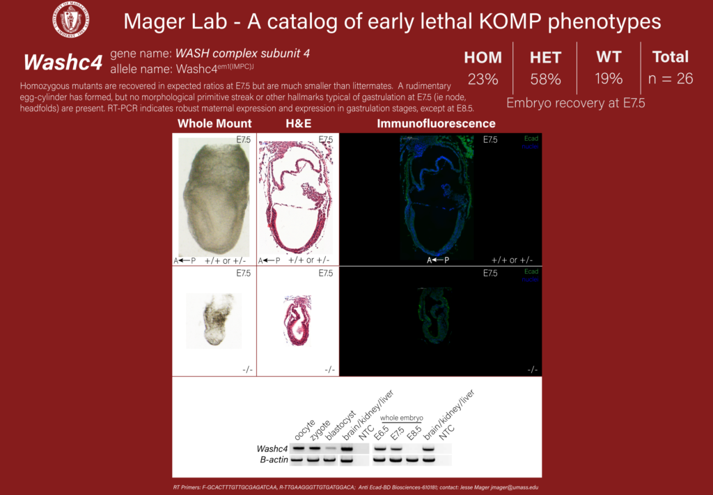 knockout mouse embryo Washc4 phenotype
