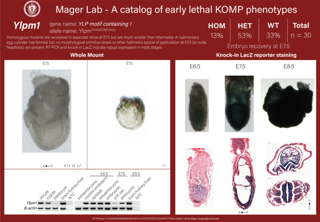 knockout mouse embryo Ylpm1 phenotype
