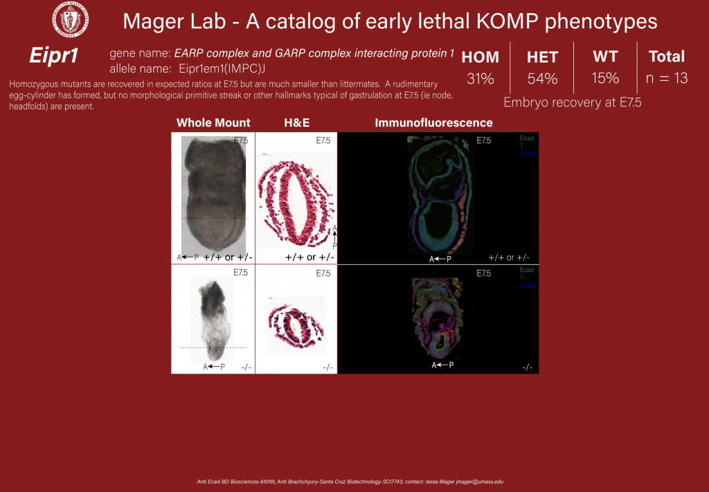 knockout mouse embryo Eipr1 phenotype