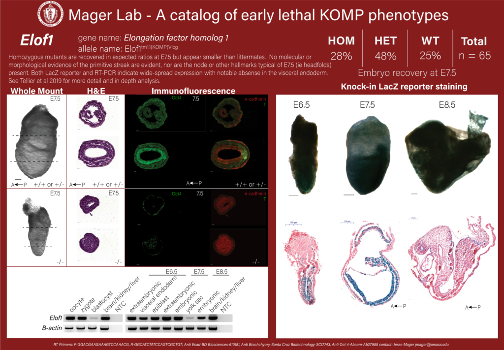 knockout mouse embryo Elof1 phenotype