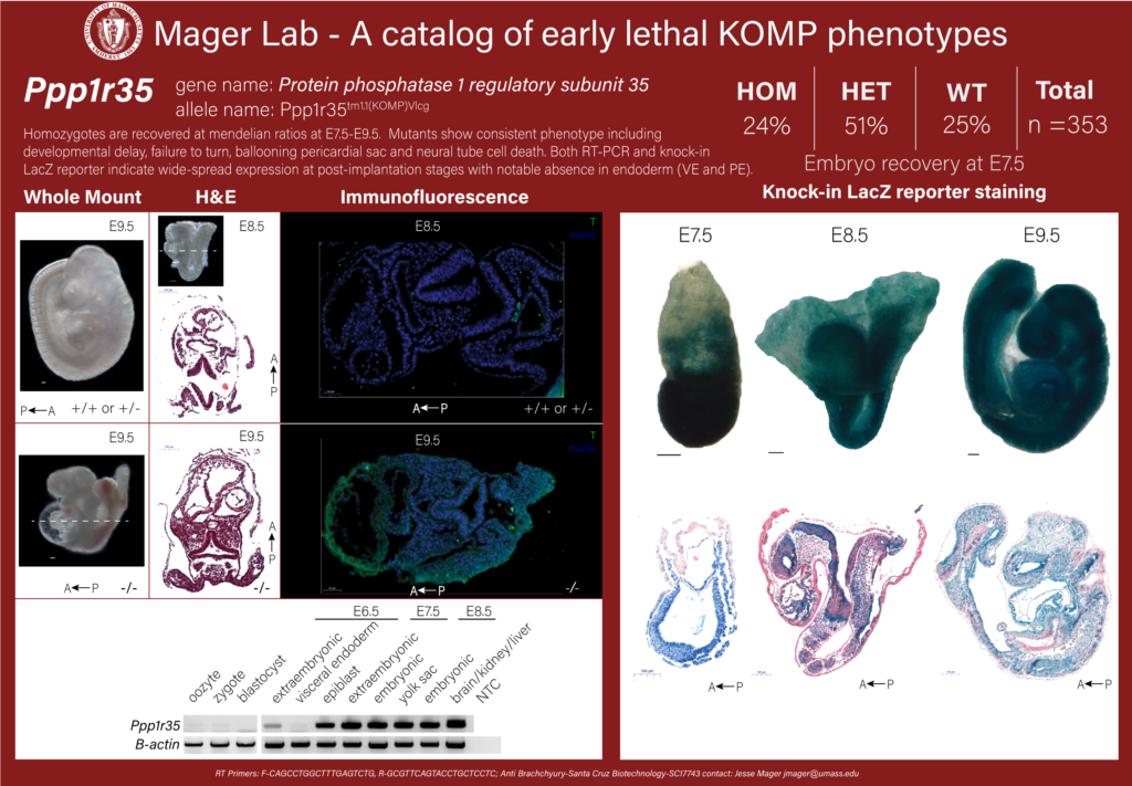 knockout mouse embryo Ppp1r35 phenotype