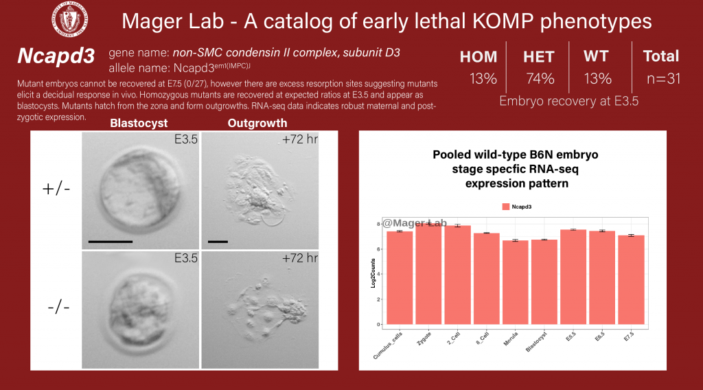 knock out mouse embryo Ncapd3 preimplantaion