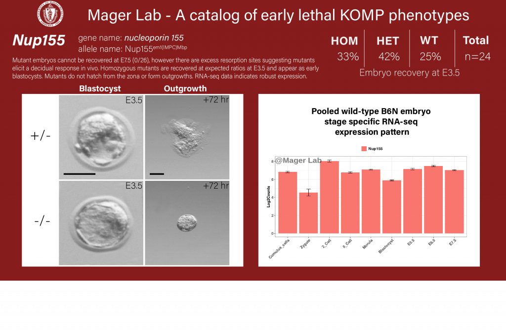 knock out mouse embryo Nup155 preimplantaion