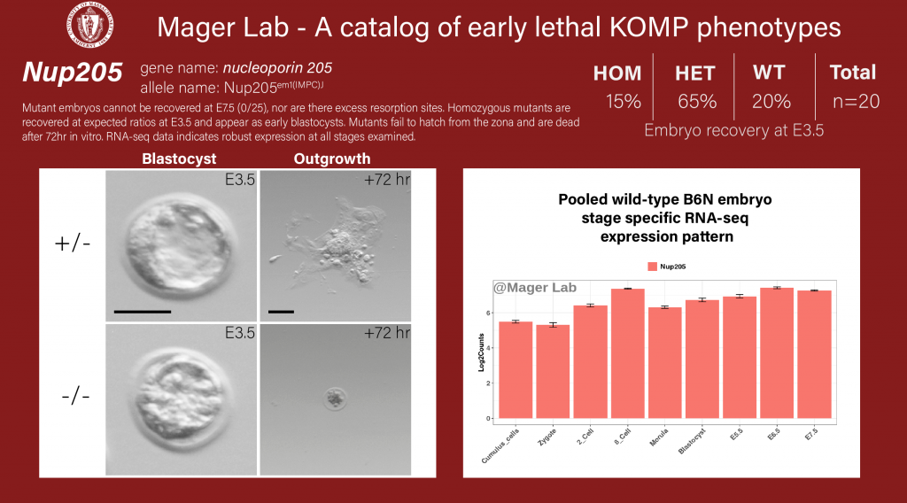 knockout mouse embryo preimplantation Nup 205