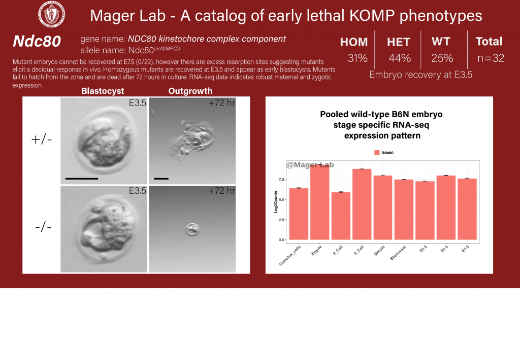 knockout mouse embryo preimplantation Ndc80