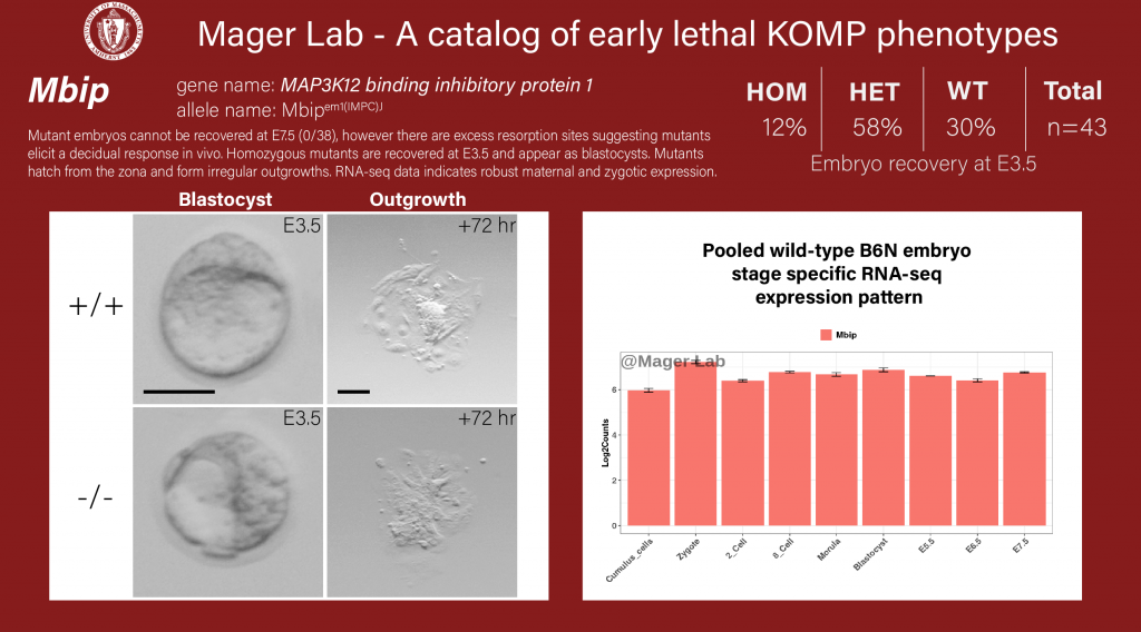 knockout mouse embryo preimplantation Mbip