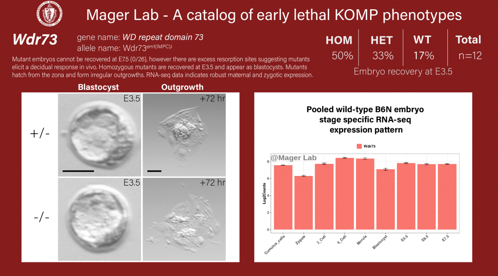 knockout mouse embryo Wdr73 preimplantation