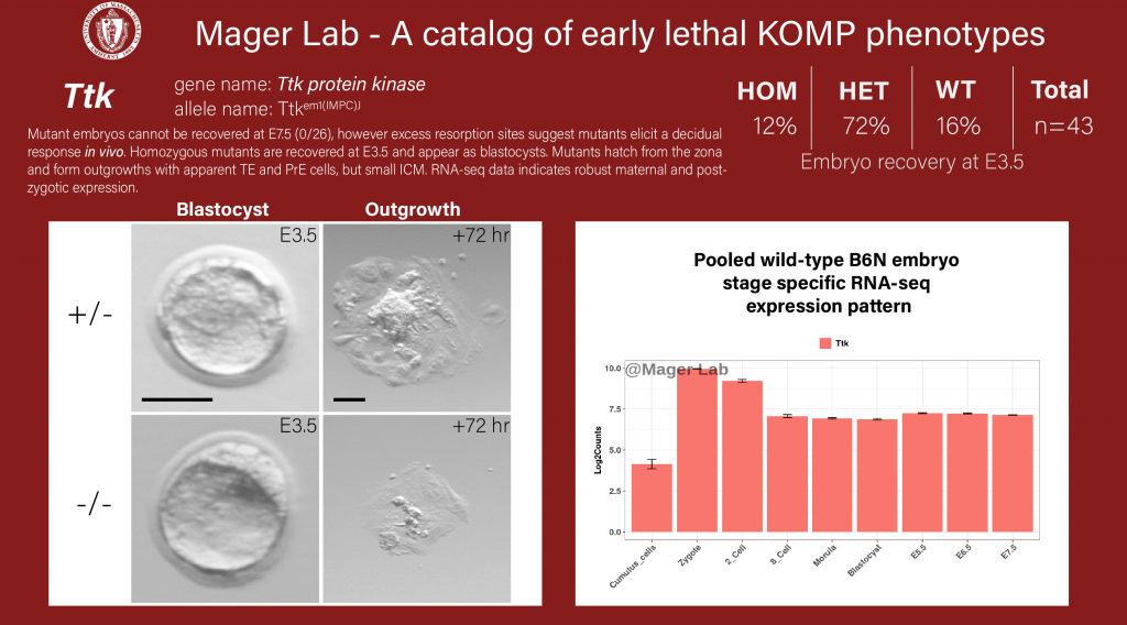knockout mouse embryo preimplantation Ttk