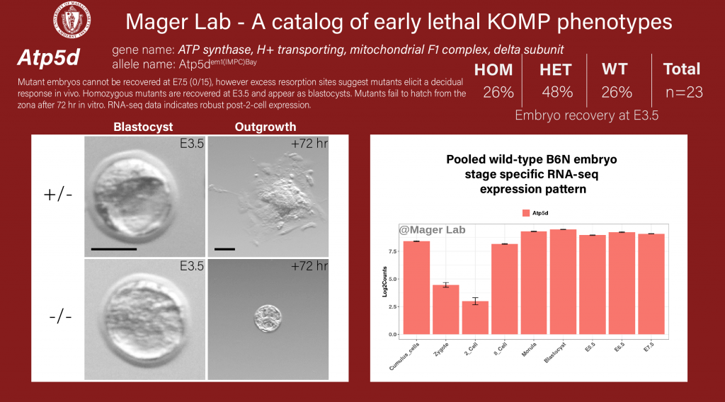 knockout mouse embryo Atp5d preimplantation