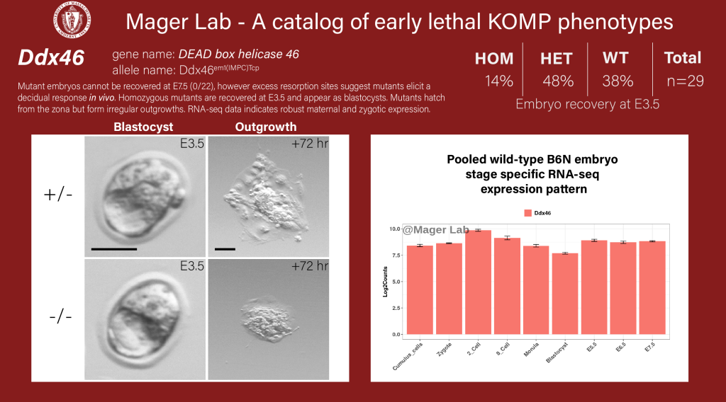 knockout mouse embryo preimplantation Ddx46