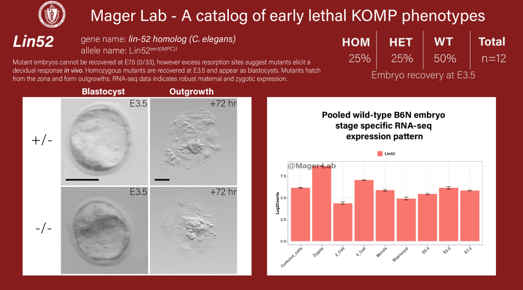 knockout mouse embryo preimplantation Lin52