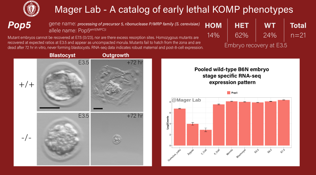Knock out mouse embryo Pop5 preimplantation