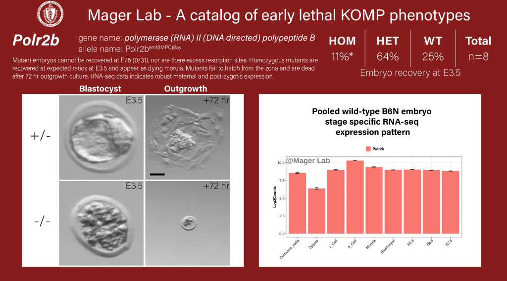 knock out mouse embryo Polr2b preimplantation
