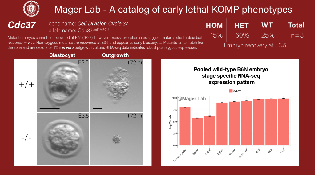 Knock out mouse embryo Cdc37 preimplantation