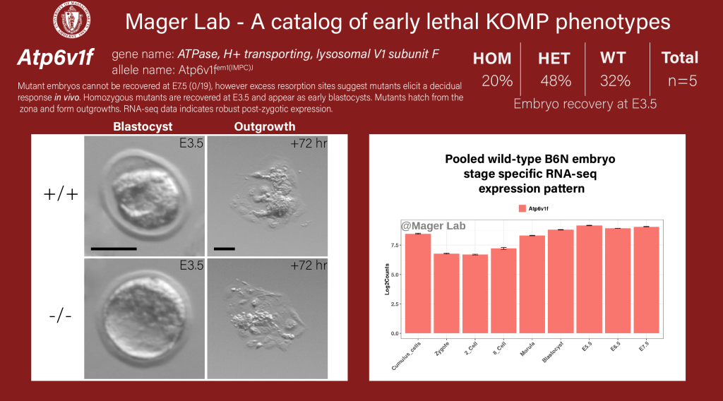 Knock out mouse embryo Atp6v1f preimplantation