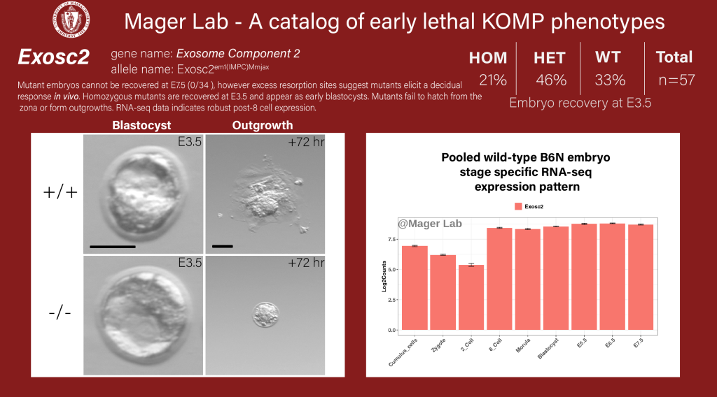 Knock out mouse embryo Exosc2 preimplantation