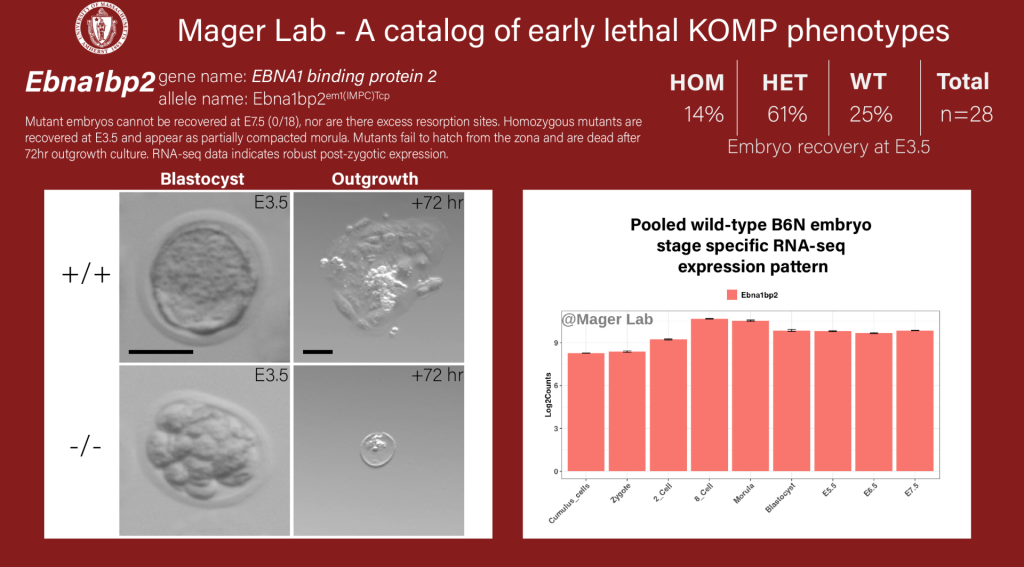 Knock out mouse embryo Ebna1bp2 preimplantation