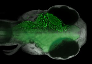http://www.hhmi.org/research/zebrafish-systems-neuroscience-whole-brain-analysis-neural-circuits-underlying-learned
