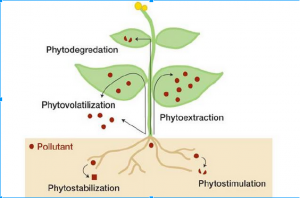 Fig 1: Different pathways of Phytoremediation 