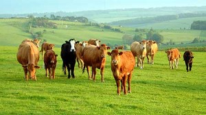 Figure 1. Organic Cows in Field (Sheepdrove, 2010)