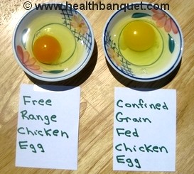 Fig 1. Comparison of yolks in eggs produced by grass-fed chickens (left) and grain fed chickens (right). Paige, E. (2009, 13 September). Free range eggs versus confined grain fed eggs. Health Banquet. Retrieved from http://www.healthbanquet.com/free-range-eggs.html) 