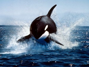 Orca whale in the wild (Lacz)