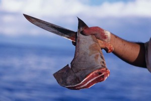The objective of shark finning: the fin. (Ocean.si.edu)