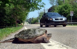 Image 1. Turtle crossing road. Carse, K. (2011). If you see a turtle crossing a road…help it to the other side [Photograph]. Retrieved from website.