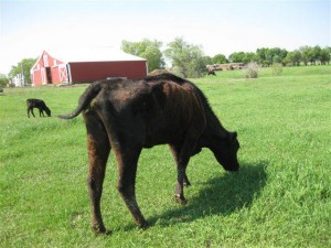 This is a cow grazing on land where fracking occurs. Schilke, J. (2012). Livestock falling ill in fracking regions [picture]. Retrieved April 7, 2015 from http://investigations.nbcnews.com/_news/2012/11/29/15547283-livestock-falling-ill-in-fracking-regions
