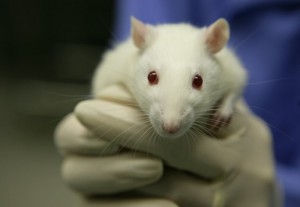 Lab Animal Model [Untiled image of a lab mouse in gloved hand] Retrieved April 7, 2015 from http://www3.imperial.ac.uk/newsandeventspggrp/imperialcollege/newssummary/news_9-12-2013-18-21-18