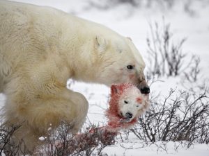 A polar bear carries away it's meal for the day--a young cub. Image retrieved from: http://www.trvl.com/cache/img/c-1024-768/wp-content/uploads/2012/09/047-130136481-11.jpg